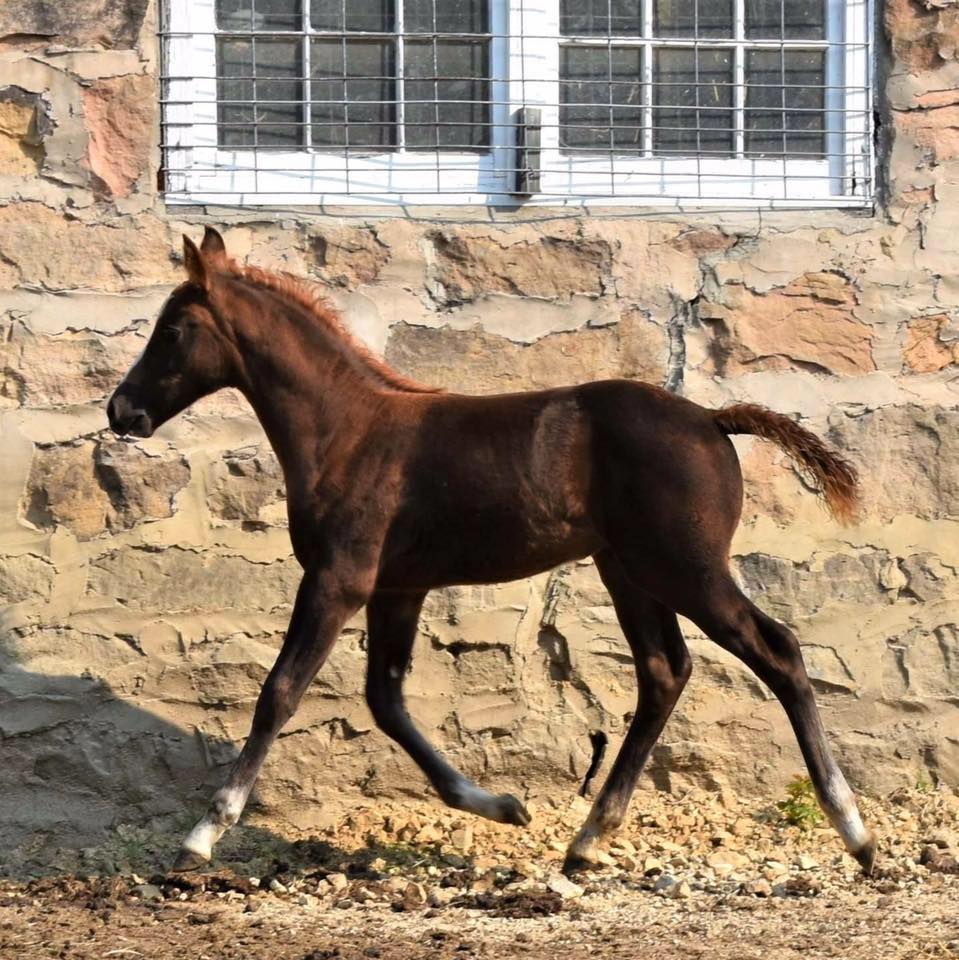 Foundation Morgan Horse